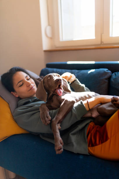 istock Weimaraner puppy lying on its owner and yawning 1223973334
