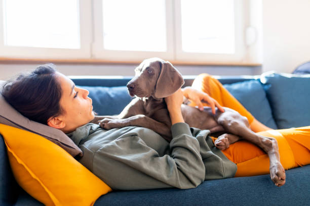 istock Weimaraner puppy lying on its owner and looking at her 1223973480