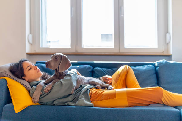 istock Weimaraner puppy lying on its owner and lifting head up 1223973482