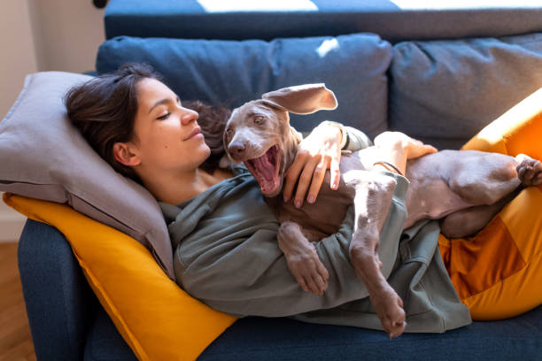 istock Weimaraner puppy resting on its owner and yawning 1223973533