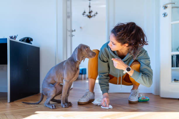 Angry with her puppy for peeing on the parquet floor Young woman crouching and wiping the floor, her Weimaraner puppy being warned for peeing at home, they are both quarantined during covid-19 outbreak weimaraner dog animal domestic animals stock pictures, royalty-free photos & images