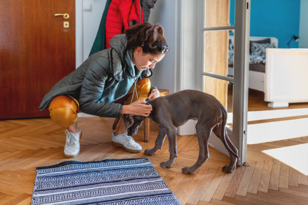 Young woman putting collar on her Weimaraner puppy Young female owner of Weimaraner dressed for a walk outside, putting the collar on her puppy before going out, curfew waiver in time of COVID-19 weimaraner dog animal domestic animals stock pictures, royalty-free photos & images