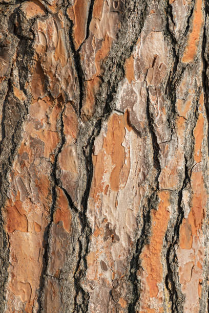istock Texture pine tree bark, detailed shot. Natural pine tree bark abstract background 1223974363