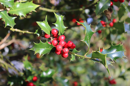 Ilex, or holly, It is a genus of small, evergreen trees with smooth, glabrous, or pubescent branchlets. The plants are generally slow-growing. Nature concept.