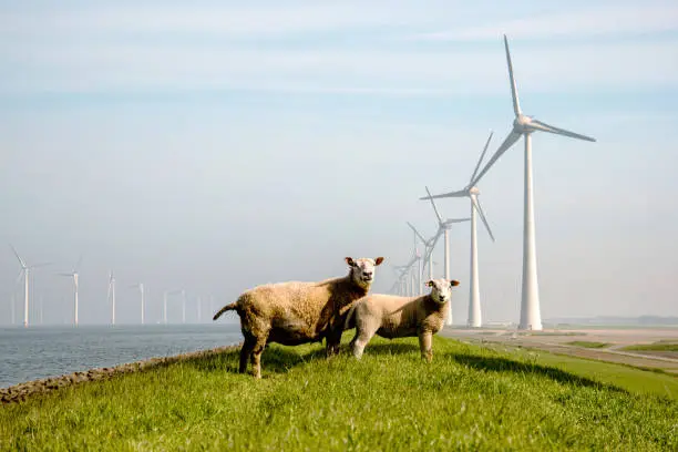 Cheeps and lambs on the Dike in the Netherlands with on the background huge windmill turbines in the Noordoostpolder Flevoland Netherlands