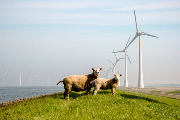 owce i jagnięta na grobli z ogromnymi turbinami wiatrowymi w holandii noordoostpolder - noordoostpolder zdjęcia i obrazy z banku zdjęć