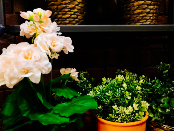 istock home plants in pots in the interior 1223977211