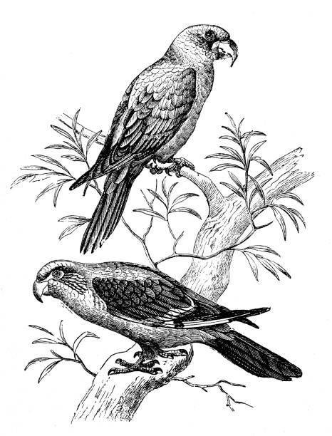 회색 앵무새 (psittacus erithacus), 또한 콩고 회색 앵무새, 콩고 아프리카 회색 앵무새 또는 아프리카 회색 앵무새로 알려진 - brazil serbia stock illustrations