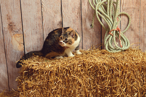 calico cat sitting on hay bale in a barn