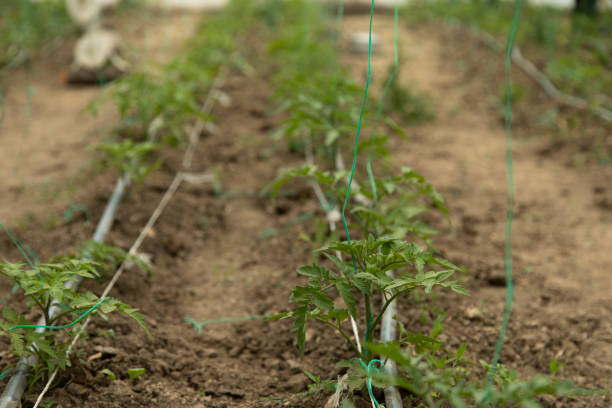 istock Tomato stalks in the greenhouse 1223978620