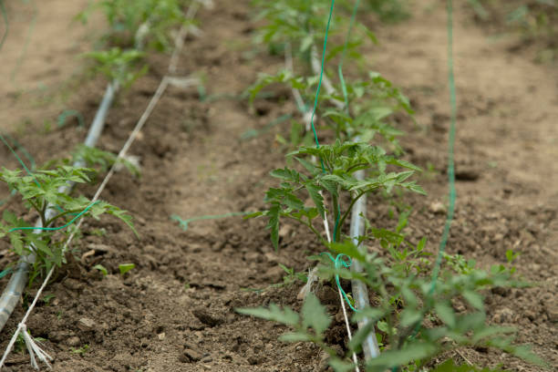 istock Tomato stalks in the greenhouse 1223978641