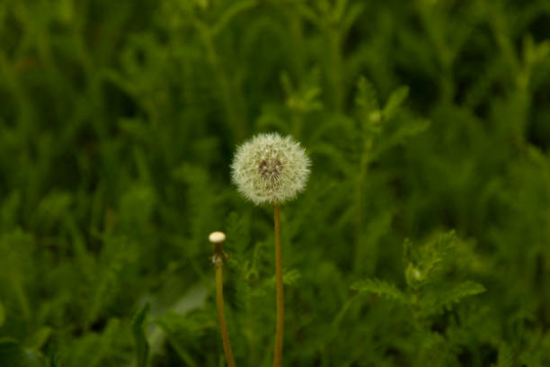dandelion in the green grass in garden