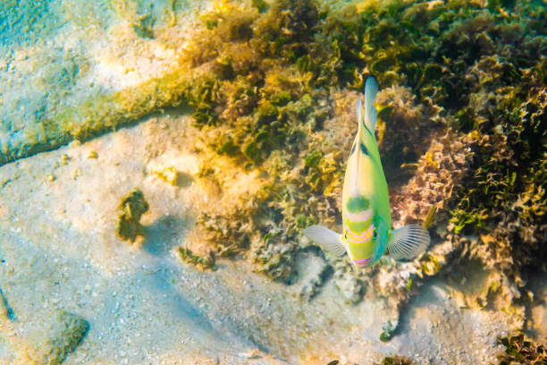 タイのコリペ島近くのサンゴ礁の黄色い黒い縞模様の魚。アダマン海で水中シュノーケリング。 - sea life andaman sea thailand damselfish ストックフォトと画像