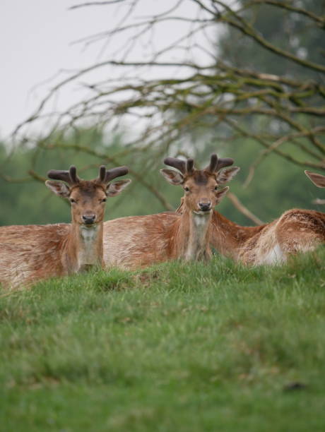 istock Wild deers on green grassland in Denmark 1223979039