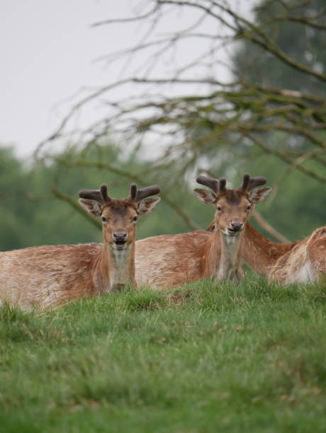 istock Wild deers on green grassland in Denmark 1223979320