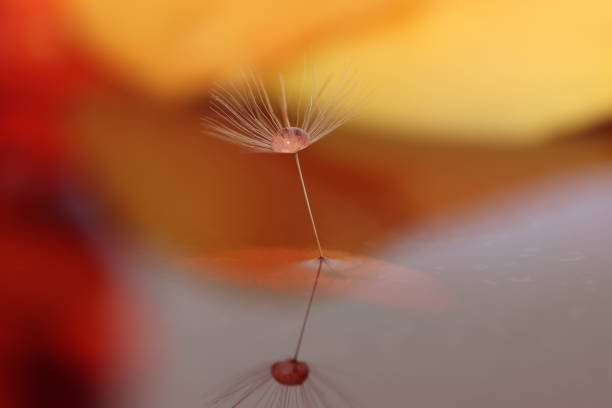 istock Water droplets on dandelion clocks 1223980112