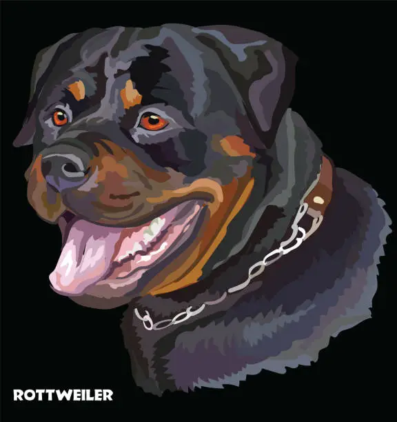 Vector illustration of Rottweiler colorful vector portrait