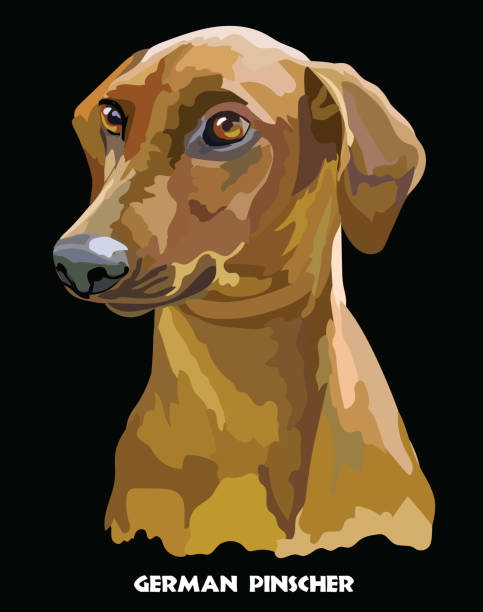 немецкий пиншер красочный векторный портрет - dog black background pets brown stock illustrations