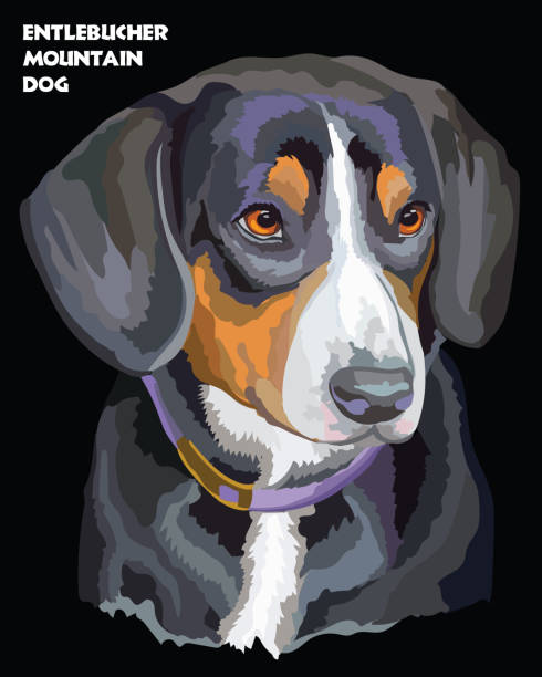 entlebucher горная собака красочный векторный портрет - dog black background pets brown stock illustrations