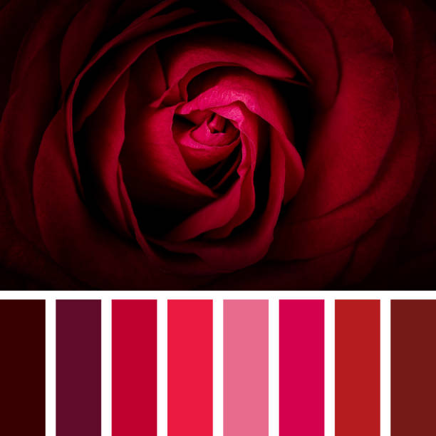 istock Scarlet rose palette 1223981495