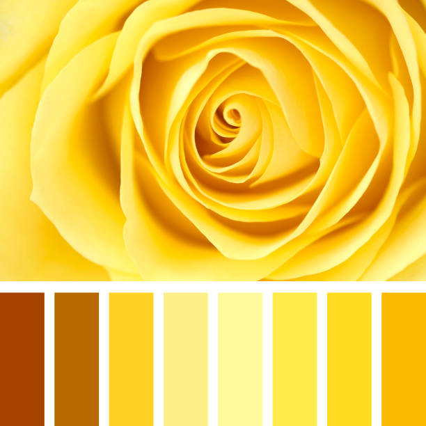 istock Yellow rose closeup palette 1223981499