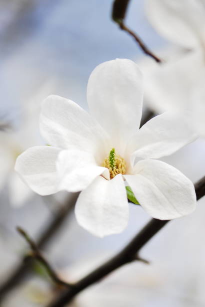 istock Nice white magnolia tree flowers spring sunny day nature awakening 1223981596