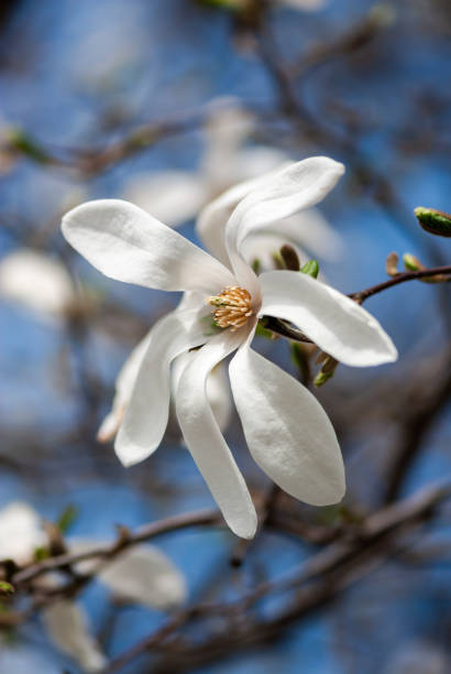 istock Nice white magnolia tree flowers spring sunny day nature awakening 1223981617