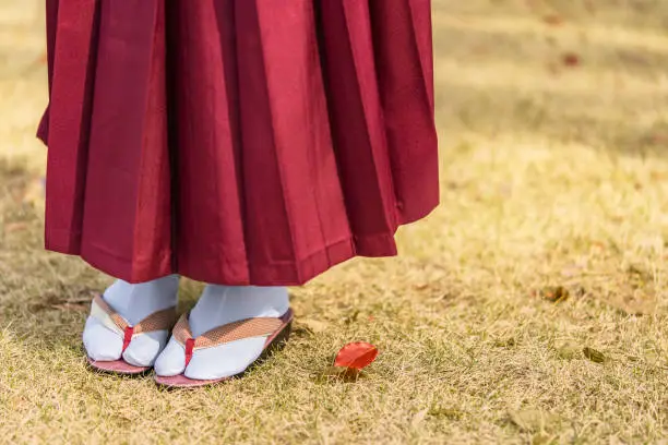 Close up on the legs of a Japanese woman in purple hakama kimono with geta shoes on the grass in autumn.