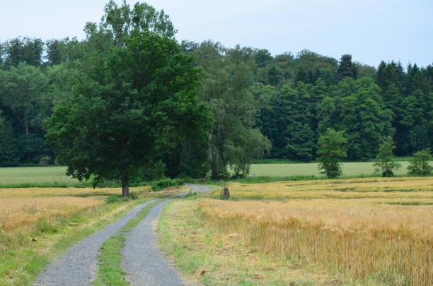istock The wood in Stadtallendorf, Germany 1223982671