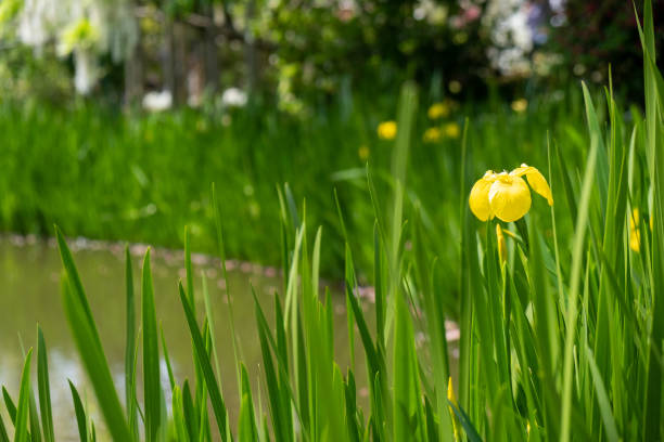 istock Yellow flower in Ashikaga, Tochigi / Japan 1223982949