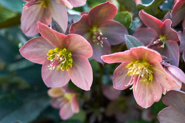 istock Helleborus orientalis 1223983275