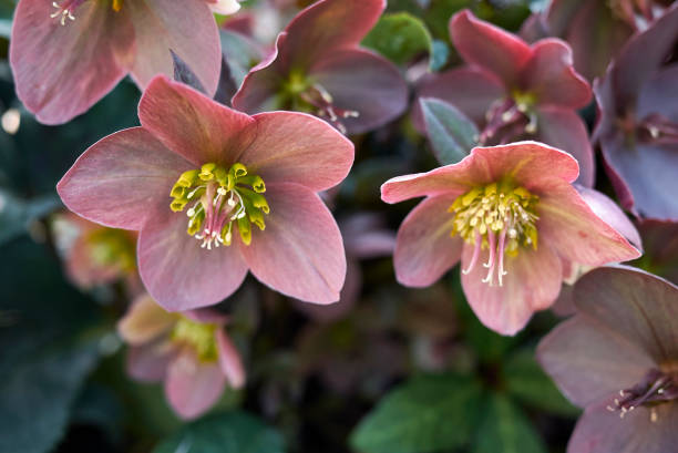 istock Helleborus Orientalis 1223983278