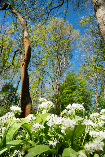 Wild flowers in the forest - Flowering wild garlic