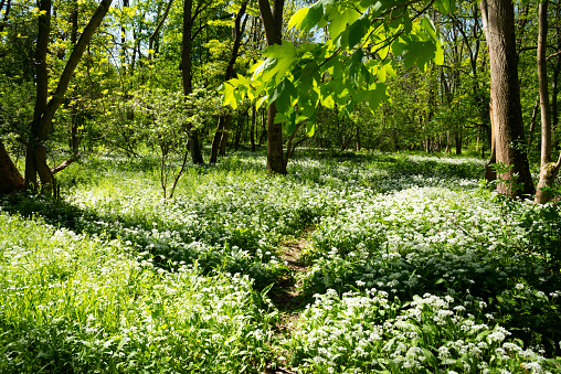 Wild flowers in the forest - Flowering wild garlic