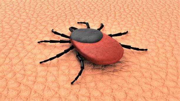 istock Female tick on human skin. 3D-rendering. 1223984412