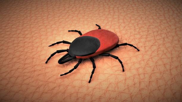 istock Female tick on human skin. 3D-rendering. 1223984415