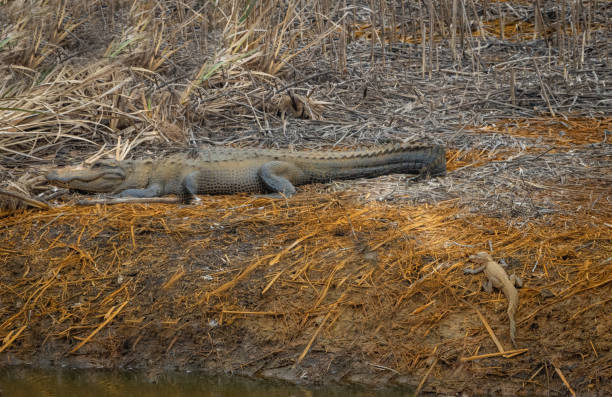 istock Mama alligator with her baby 1223985399