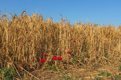 Ripe golden ears of wheat and red poppy flowers in front of them against a blue sky