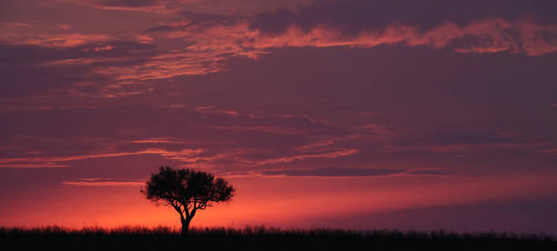 アフリカで一人で木 - masai mara national reserve sunset africa horizon over land ストックフォトと画像