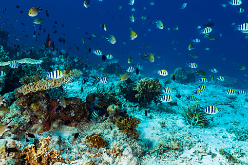 Damsel Fish Paradise, Arrecife poco profundo en la isla de Moyo, Indonesia photo