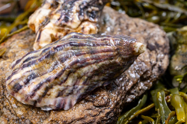 moluscos frescos do pacífico ou japonês em pedra com fundo de algas marinhas - crassostrea - fotografias e filmes do acervo