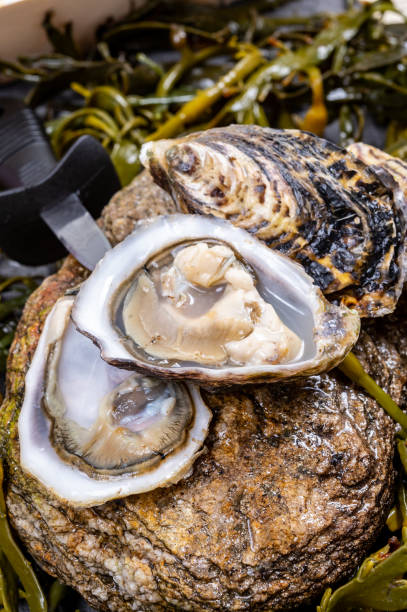 свежие тихоокеанские или японские устрицы моллюски shucked на камне с водорослями водорослей фон готов к еде - crassostrea стоковые фото и изображения
