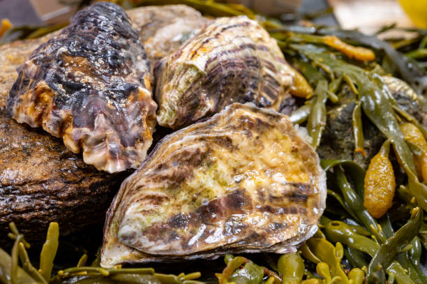 moluscos frescos do pacífico ou japonês em pedra com fundo de algas marinhas - crassostrea - fotografias e filmes do acervo