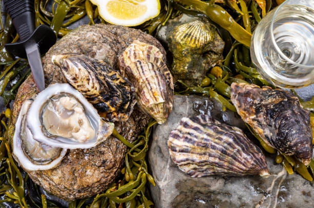 moluscos frescos do pacífico ou japonês sugados em pedra com algas algas fundo pronto para comer - crassostrea - fotografias e filmes do acervo