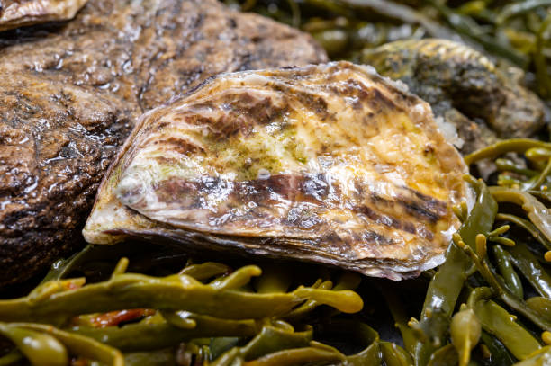 moluscos frescos do pacífico ou japonês em pedra com fundo de algas marinhas - crassostrea - fotografias e filmes do acervo