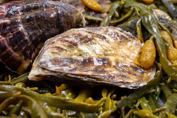 moluscos frescos do pacífico ou japonês em pedra com fundo de algas marinhas - crassostrea - fotografias e filmes do acervo