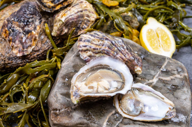 moluscos frescos do pacífico ou japonês sugados em pedra com algas algas fundo pronto para comer - crassostrea - fotografias e filmes do acervo