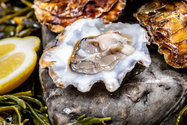 fresco aberto zeeuwse creuse pacífico ou ostras japonesas moluscos no mercado de peixes na holanda - crassostrea - fotografias e filmes do acervo