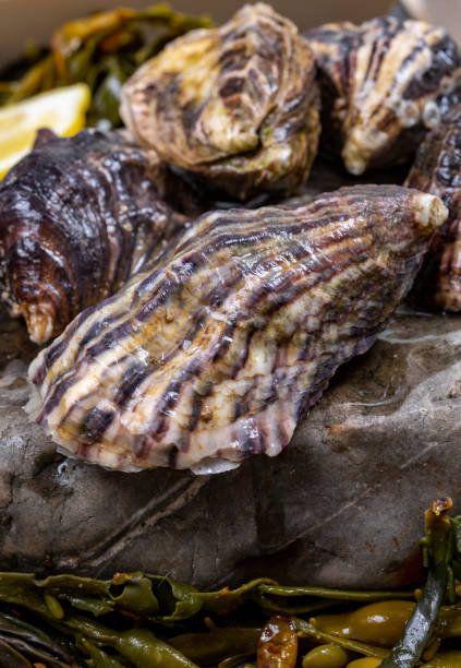 moluscos frescos do pacífico ou japonês em pedra com fundo de algas marinhas - crassostrea - fotografias e filmes do acervo