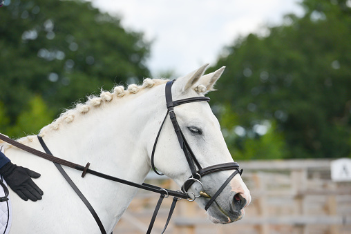 Sleepy white horse beautifully turned outstands dozing off waiting to take its turn in a show jumping competition